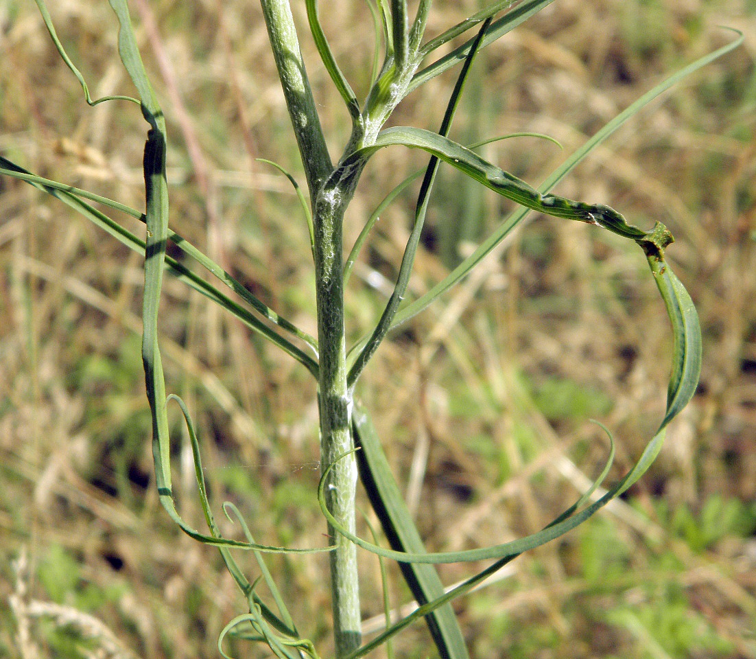 Image of Tragopogon ucrainicus specimen.