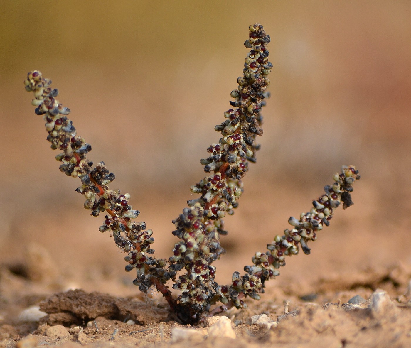 Image of Salsola foliosa specimen.