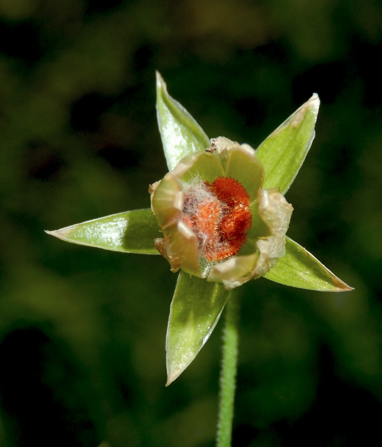 Image of Stellaria holostea specimen.