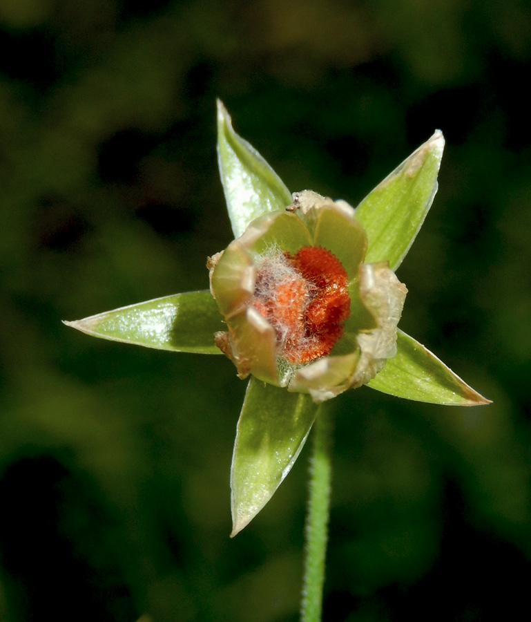 Изображение особи Stellaria holostea.