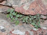 Parietaria elliptica