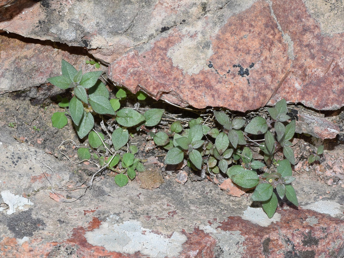 Image of Parietaria elliptica specimen.