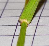 Polypogon monspeliensis