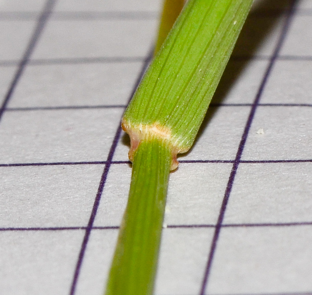Изображение особи Polypogon monspeliensis.