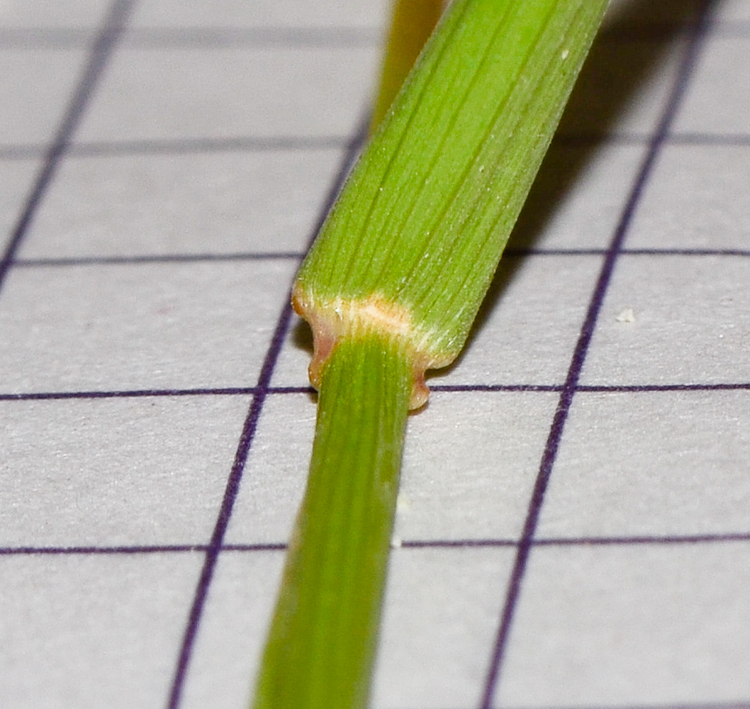 Image of Polypogon monspeliensis specimen.