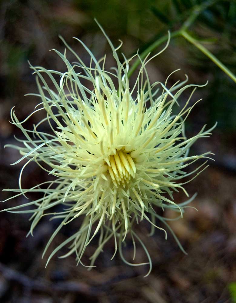 Image of Rhaponticoides ruthenica specimen.