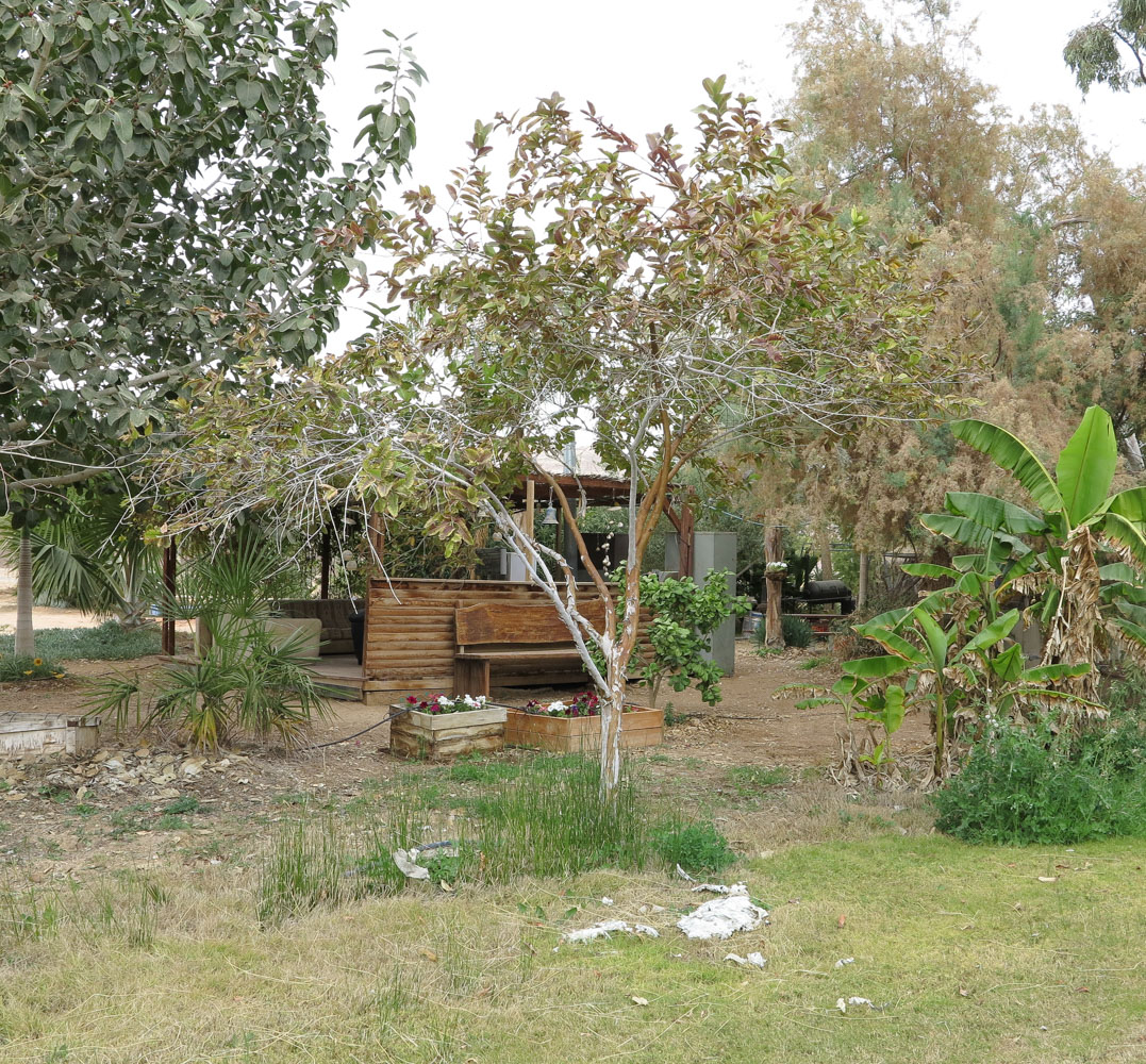 Image of Psidium guajava specimen.