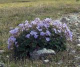 Geranium saxatile. Цветущее растение на горном лугу. Казахстан, Заилийский Алатау, Большое Алма-Атинское ущелье, около 2500 м н.у.м. Июнь 2009 г.