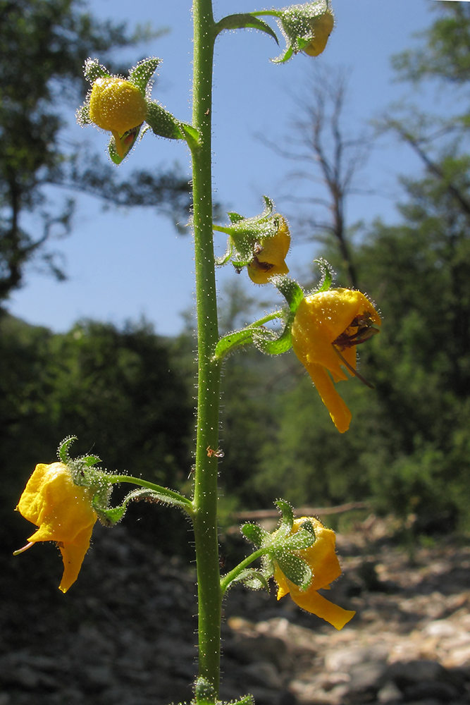 Image of Verbascum blattaria specimen.