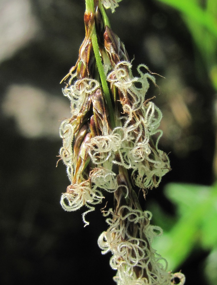 Изображение особи Carex paniculata.