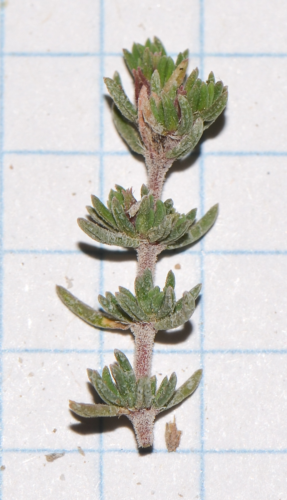 Image of Frankenia capitata specimen.