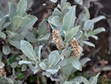 Salix lanata. Верхушка ветви с раскрывшимися соплодиями. Исландия, национальный парк Ватнайокюдль (северная часть), долина р. Йокюльсау-ау-Фьёдлюм, берег реки вблизи водопада Детифосс. 05.08.2016.