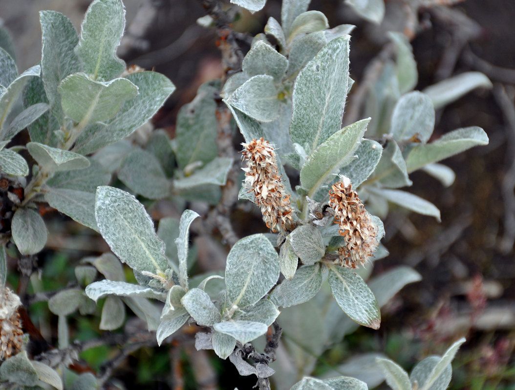 Image of Salix lanata specimen.