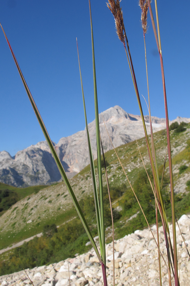 Image of genus Calamagrostis specimen.