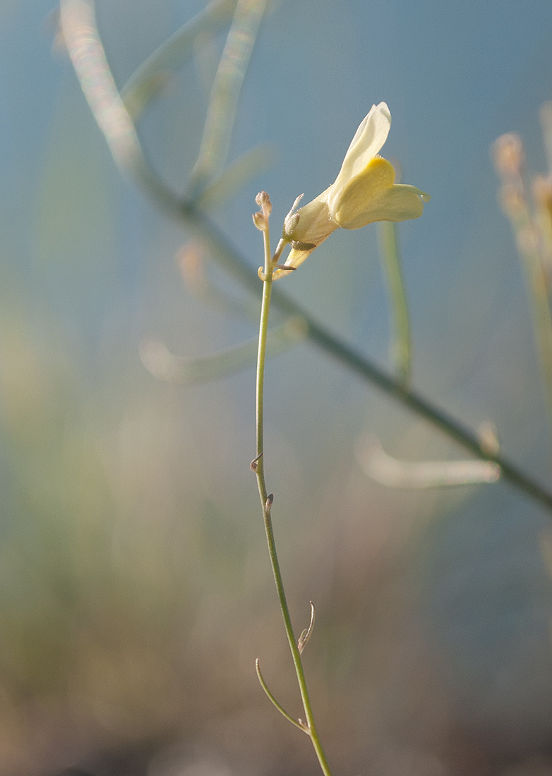 Image of Linaria altaica specimen.