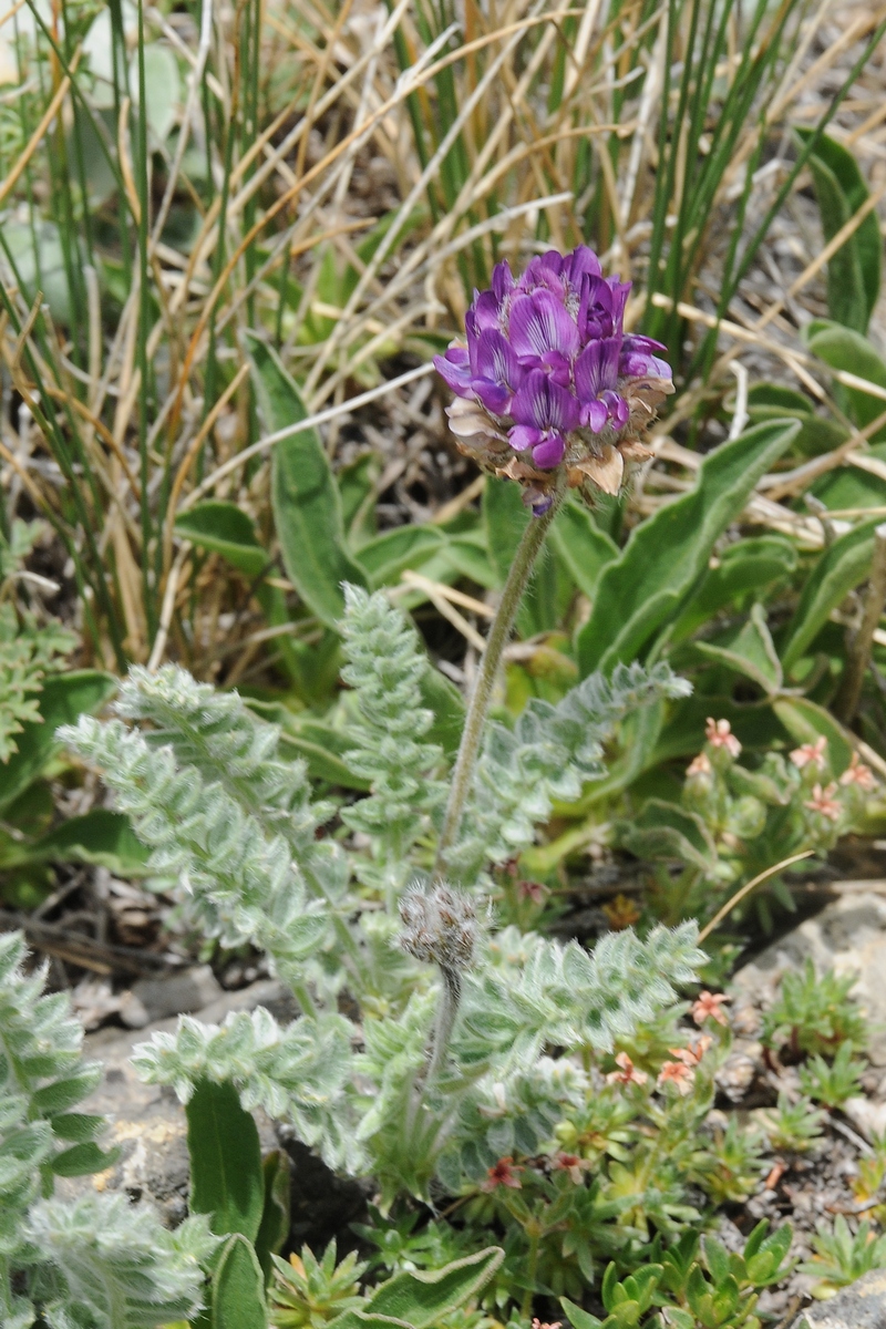 Изображение особи Oxytropis albovillosa.