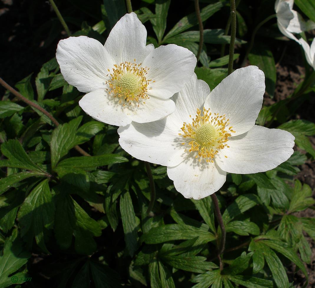 Изображение особи Anemone sylvestris.