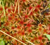 Sphagnum warnstorfii