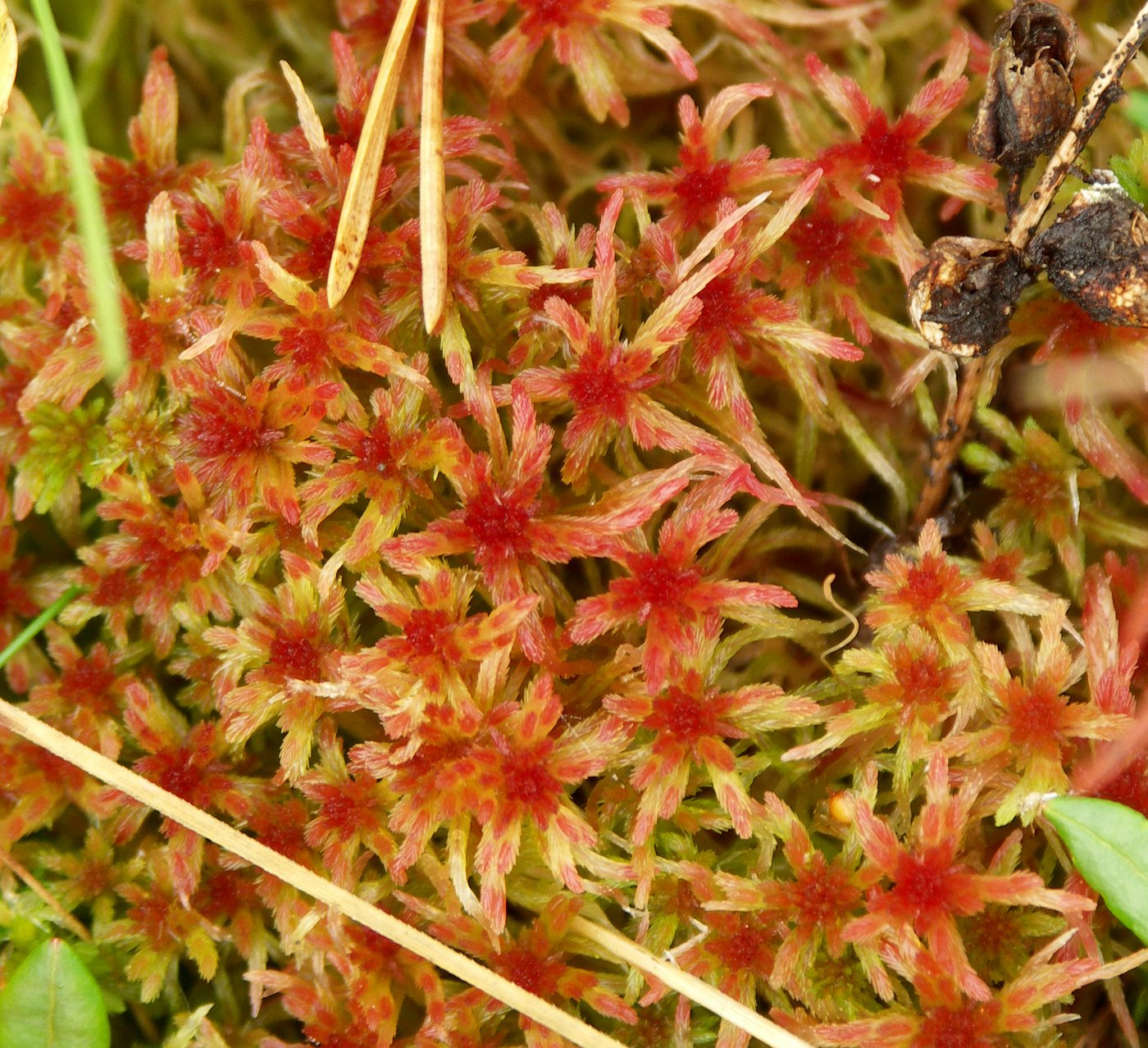 Image of Sphagnum warnstorfii specimen.