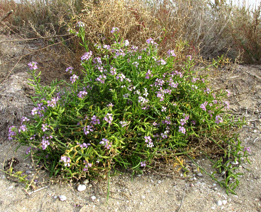 Image of Cakile euxina specimen.