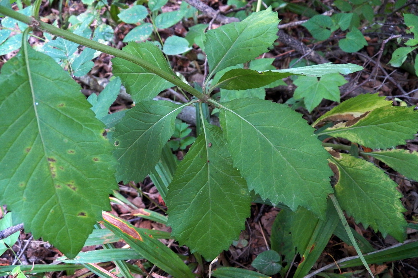 Изображение особи Adenophora pereskiifolia.