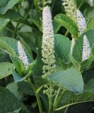 Phytolacca acinosa. Соцветие с цветками и завязями в нижней части. Республика Татарстан, г. Казань, Успенский Зилантов монастырь, цветник. 18.06.2015.