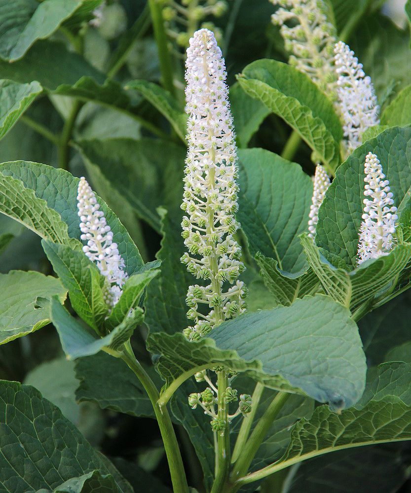 Image of Phytolacca acinosa specimen.