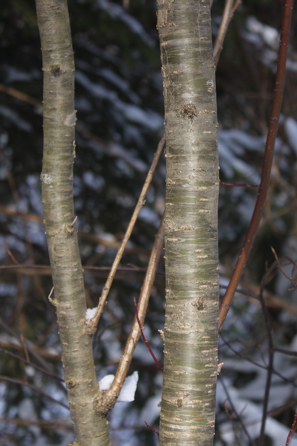 Изображение особи Caragana arborescens.