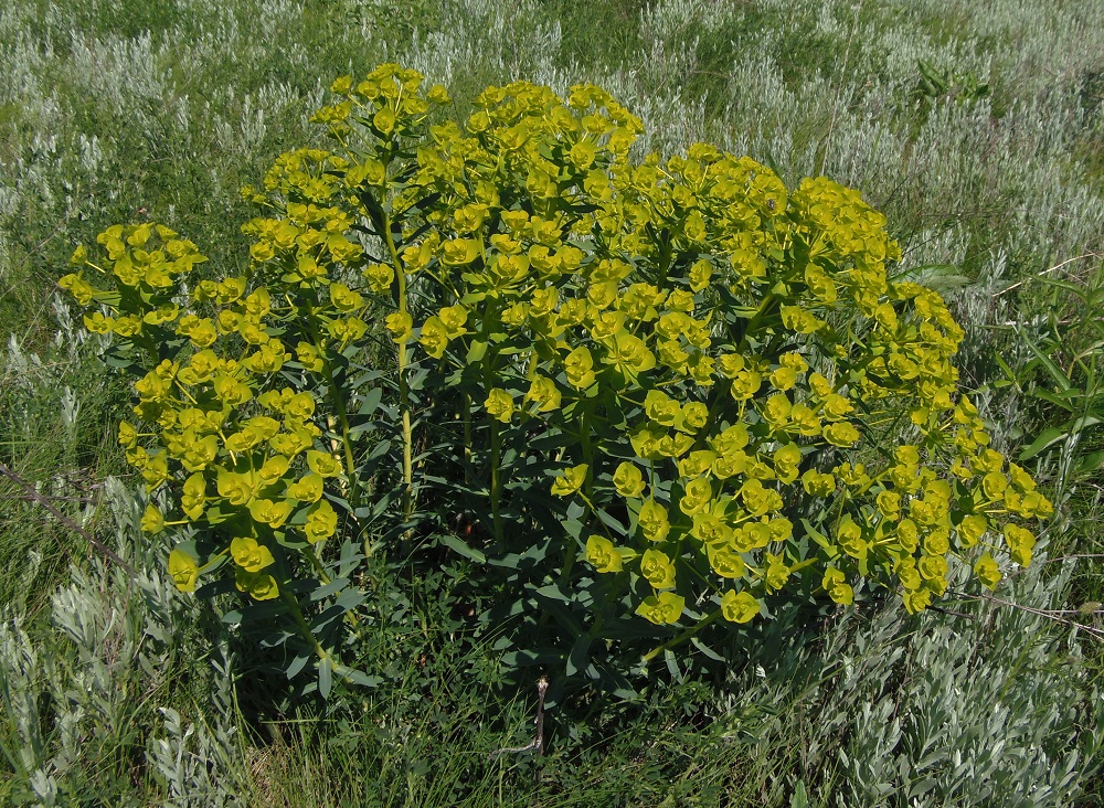 Image of Euphorbia stepposa specimen.