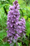 Dactylorhiza euxina. Соцветие. Адыгея, Кавказский биосферный заповедник, южный склон горы Фишт, смешанный пихтово-буковый лес, в траве среди деревьев, выс. ≈ 1500 м н.у.м. 11.06.2016.