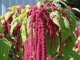 Amaranthus caudatus. Часть соцветия. Иркутская обл., г. Шелехов, в культуре. 10.09.2016.