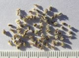 Aloysia chamaedryfolia
