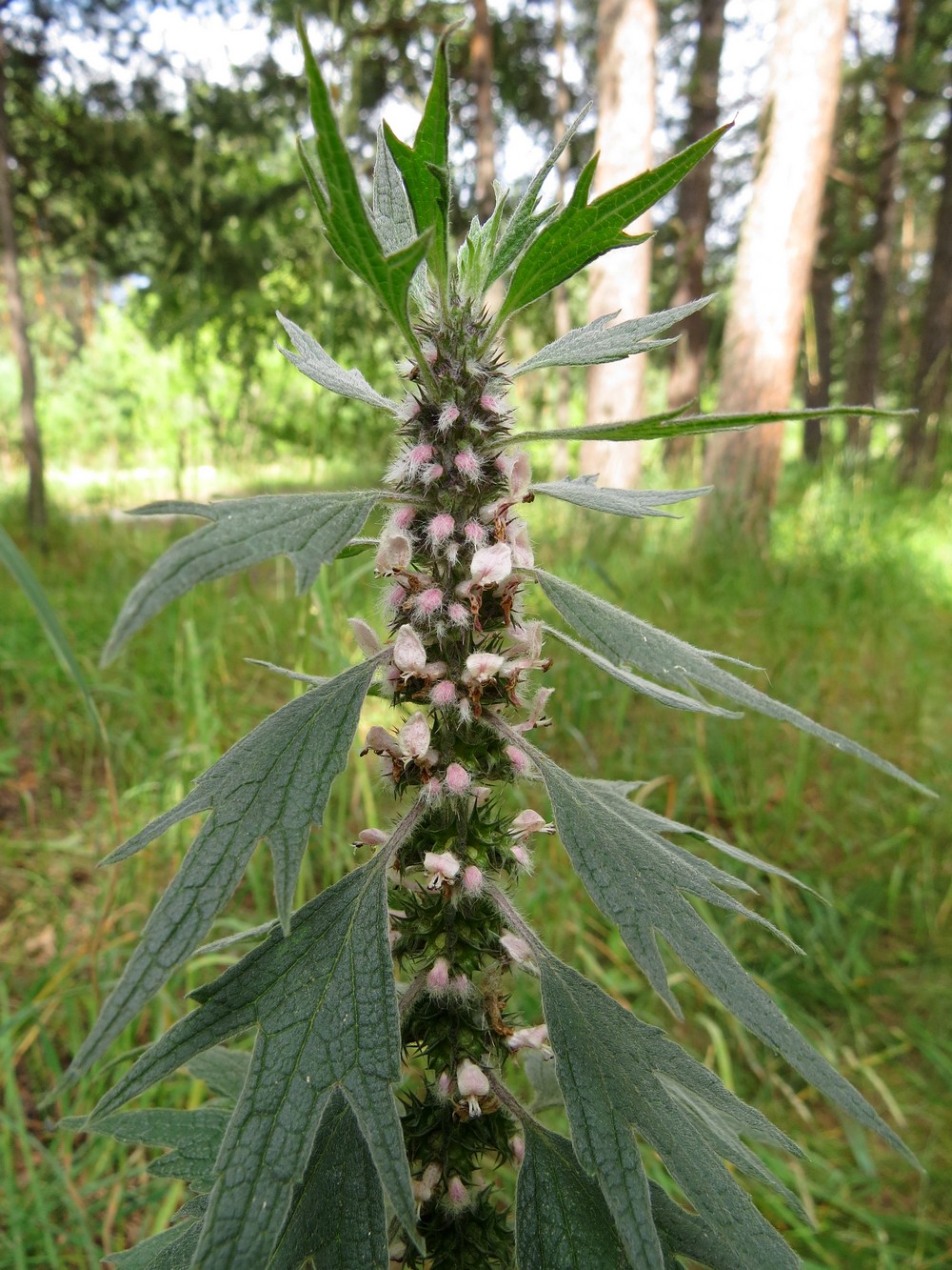 Image of Leonurus quinquelobatus specimen.