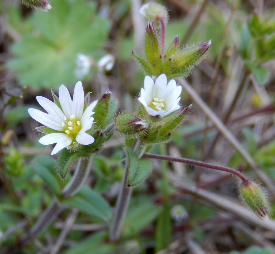 Изображение особи Cerastium pumilum.