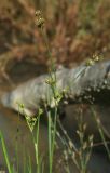 Juncus turczaninowii