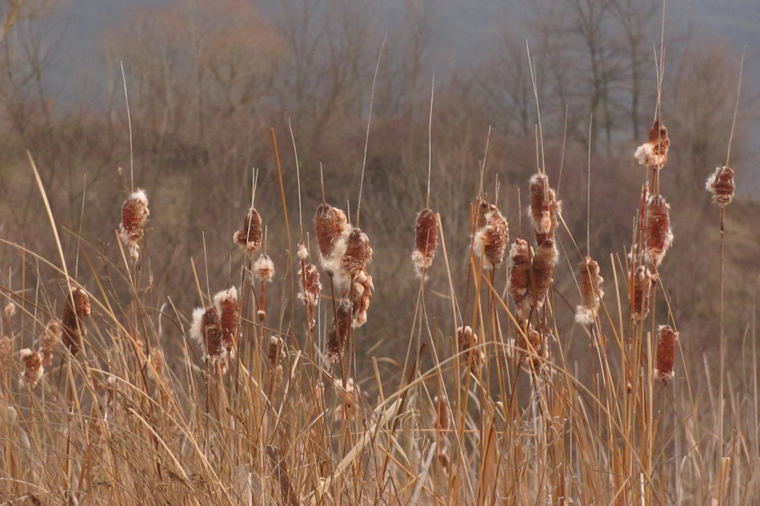 Изображение особи Typha laxmannii.