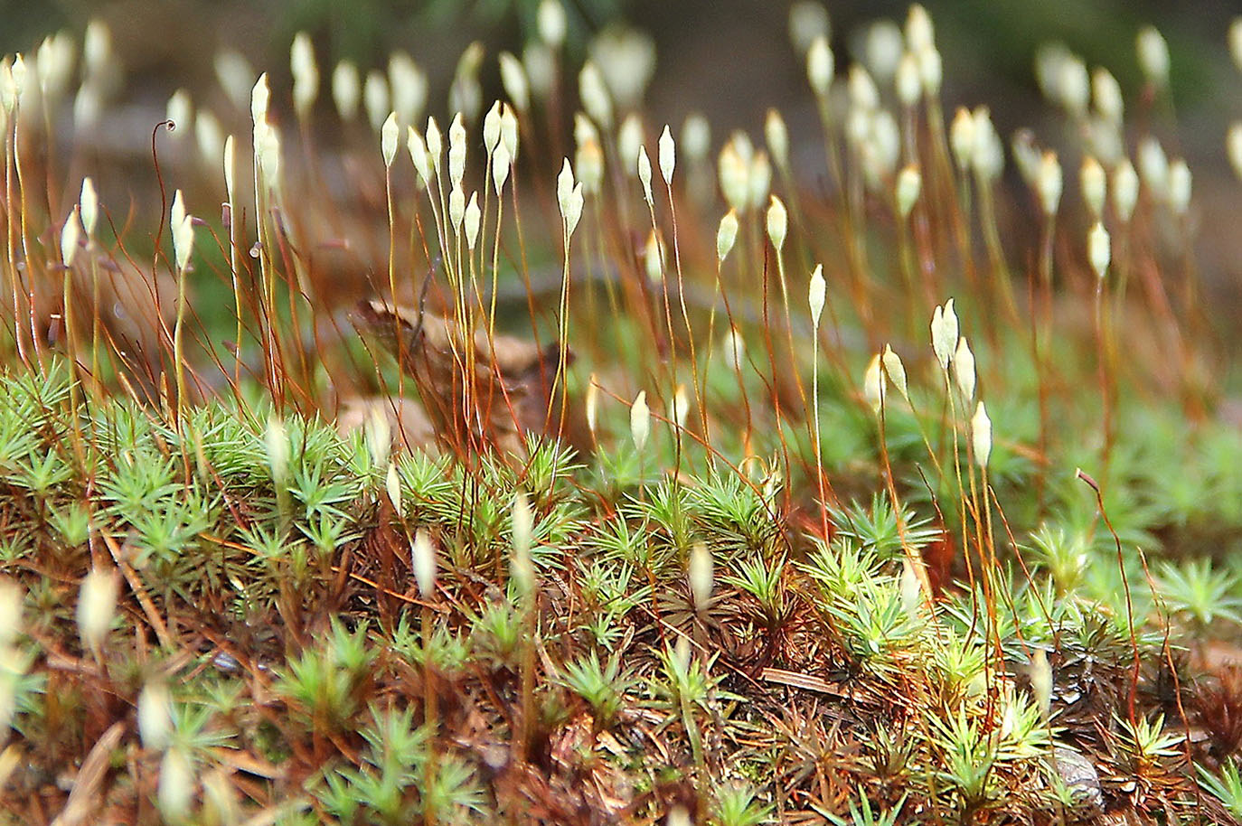 Изображение особи Pogonatum urnigerum.