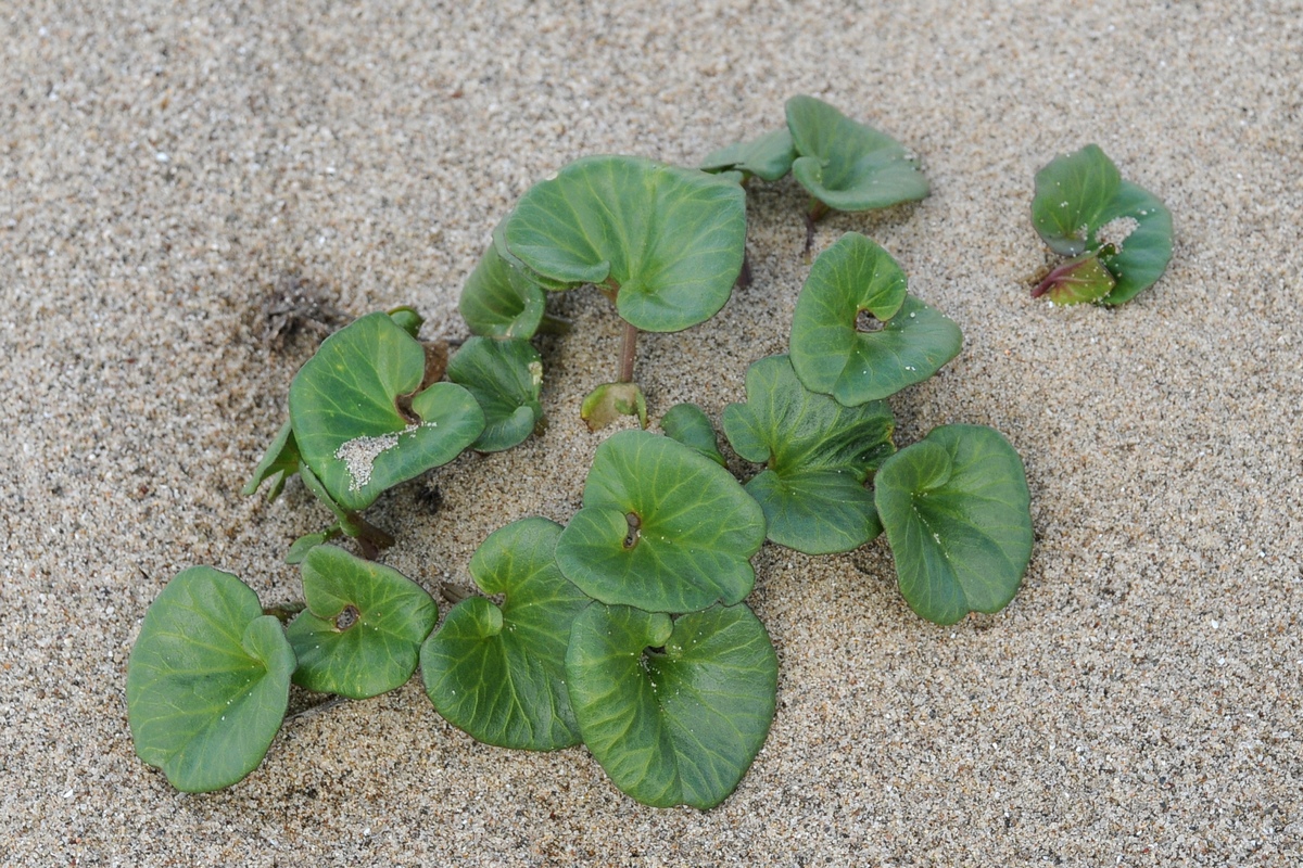 Image of Calystegia soldanella specimen.