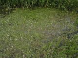 Luronium natans. Плавающие листья и цветки на повехности воды (по краям кадра видны также соцветия Hottonia palustris). Нидерланды, провинция Drenthe, река Oostervoortsche Diep между деревнями Norg и Donderen. 21 июня 2009 г.