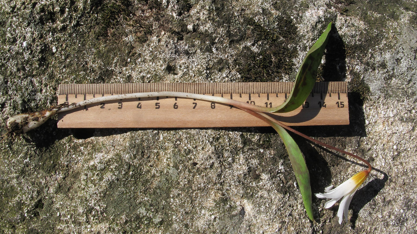 Image of Erythronium caucasicum specimen.