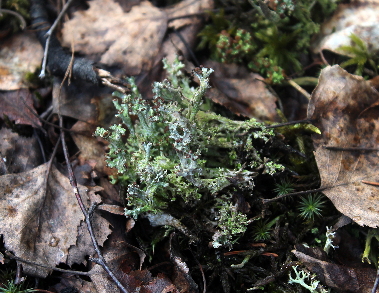 Image of Cladonia ramulosa specimen.