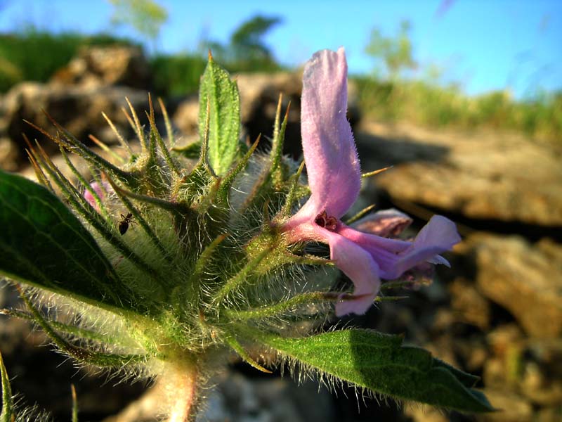 Изображение особи Phlomoides boraldaica.