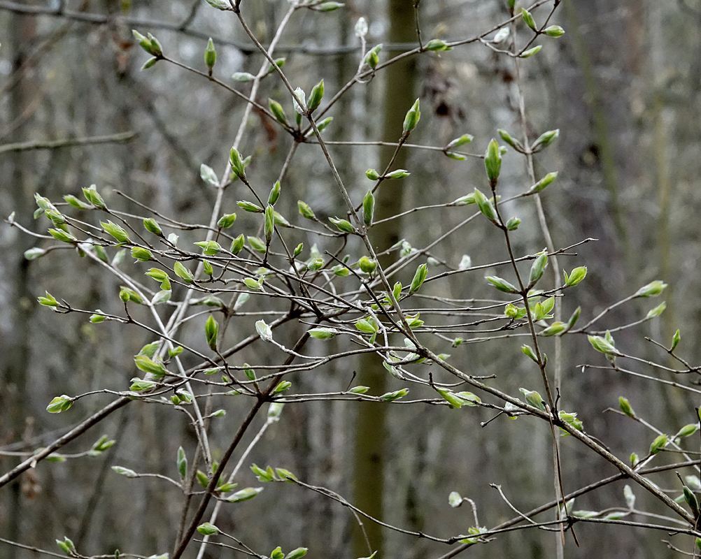 Изображение особи Lonicera xylosteum.