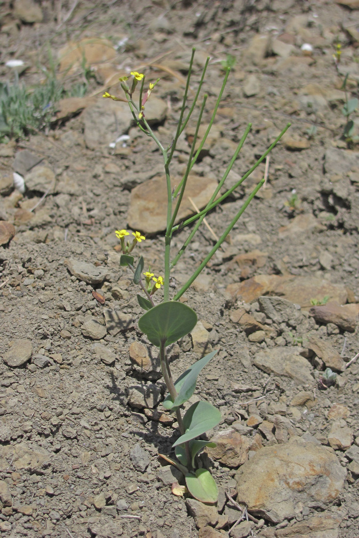 Изображение особи Conringia clavata.