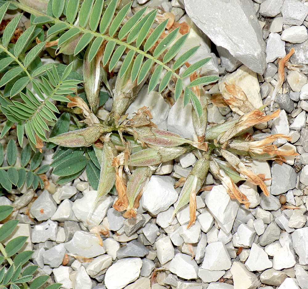 Изображение особи Astragalus resupinatus.