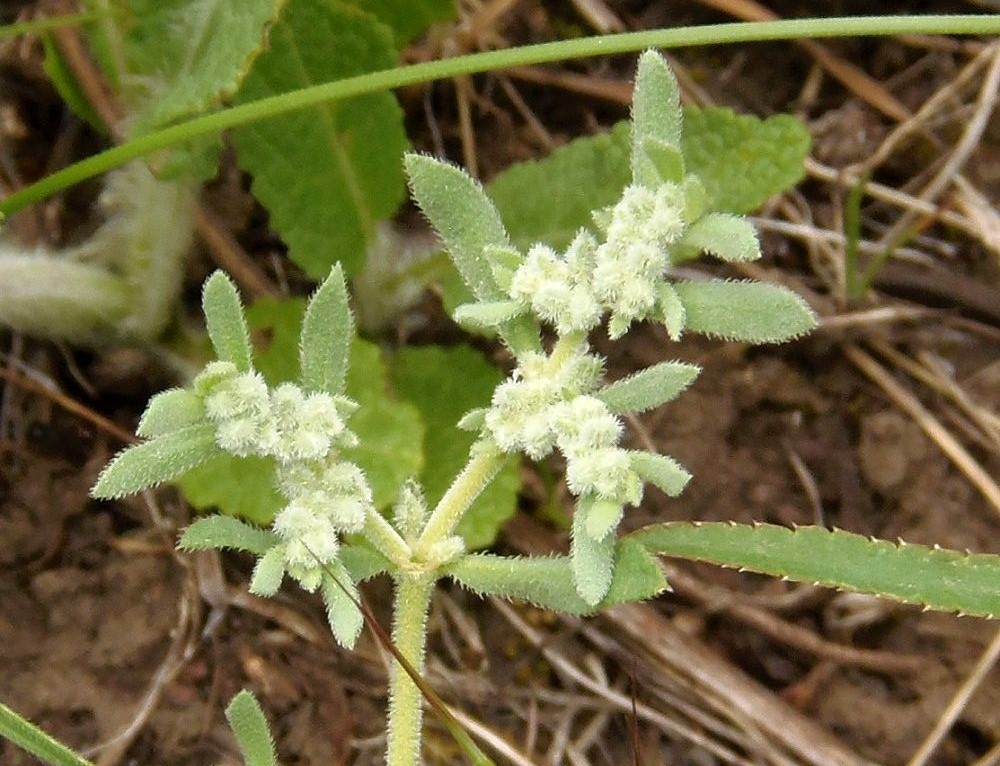 Изображение особи Herniaria incana var. angustifolia.