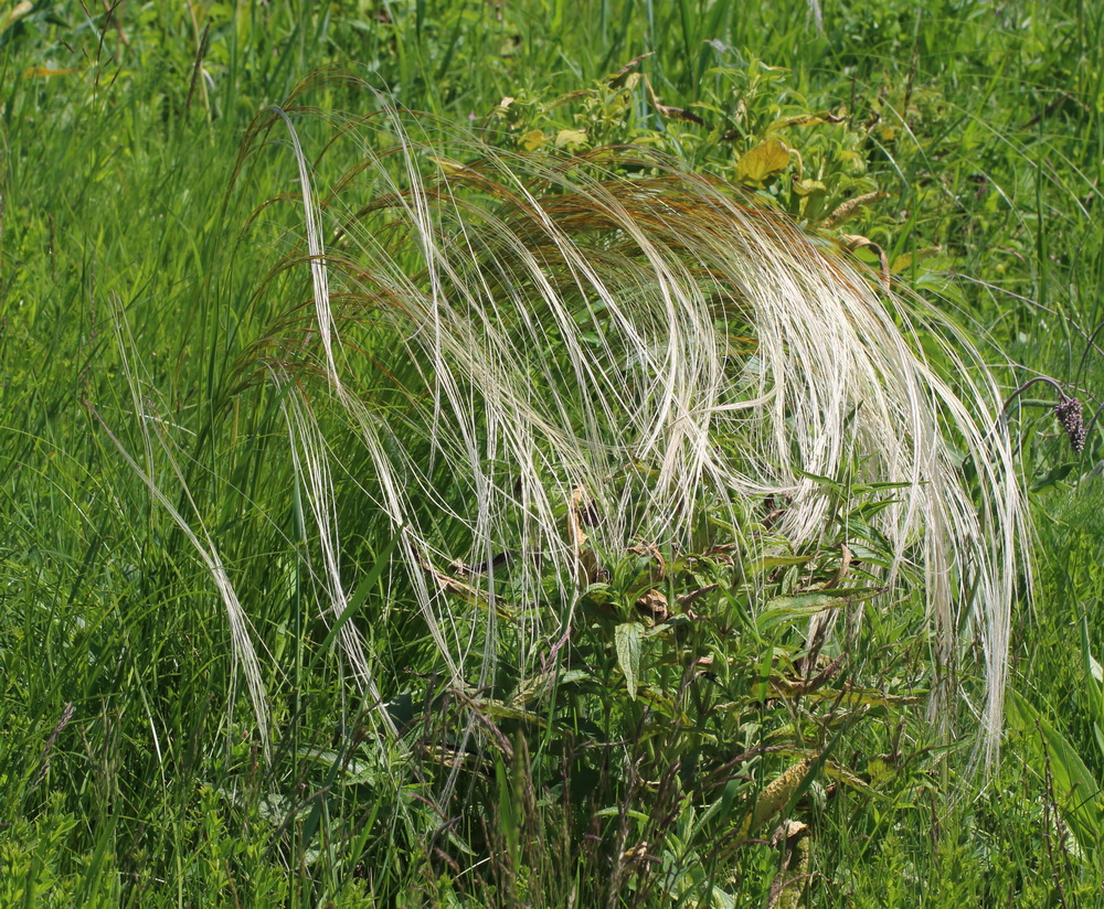 Image of Stipa pulcherrima specimen.