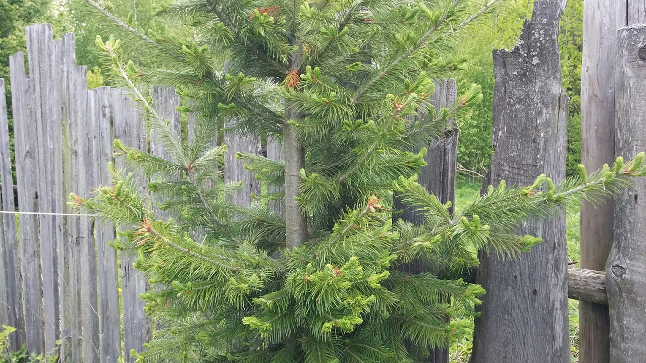 Image of genus Abies specimen.