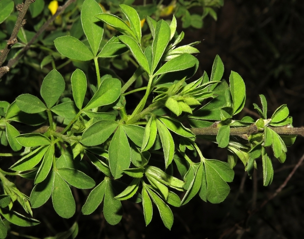 Image of Chamaecytisus colchicus specimen.