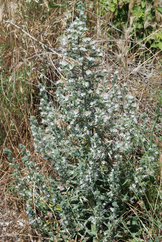 Изображение особи Echium biebersteinii.